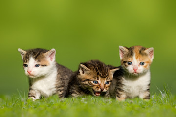Drei kleine Katzen / Kätzchen sitzen auf Wiese
