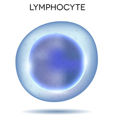 Human blood cell Lymphocyte