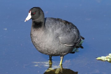 American Coot (Fulica americana)
