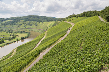 Obraz premium Vineyards in Germany along river Moselle