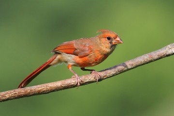 Juvenile Cardinal In A Tree