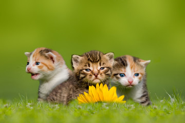 Drei kleine Katzen / Kätzchen sitzen auf Wiese