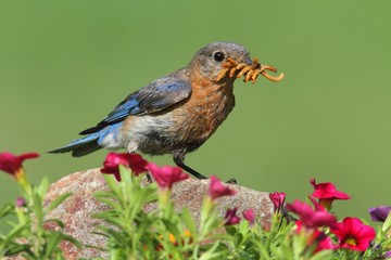 Female Eastern Bluebird