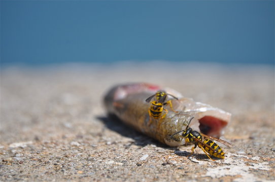 Wespen schlemmen einen Fischkopf