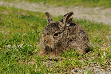 Little european hare in the meadow