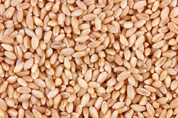 Grains of wheat close-up