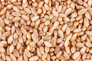 Grains of wheat close-up