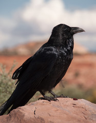 Common Raven