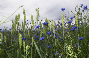 field with cornflowers and wheat on a background of a stormy sky
