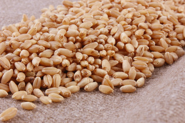 Grains of wheat close-up