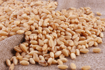 Grains of wheat close-up