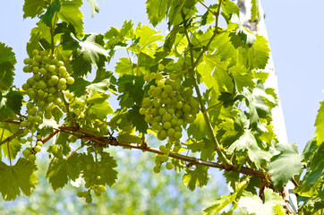 Young grape clusters in summer