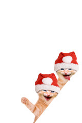 Zwei Katzen lachend und winkend mit Weihnachtsmütze