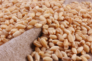 Grains of wheat close-up