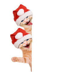 Zwei Katzen lachend und winkend mit Weihnachtsmütze