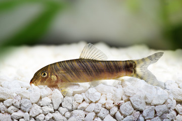 Zebra loach catfish Botia striata © Mirko Rosenau