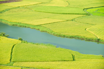 Rice field in Vietnam