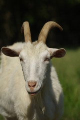 goat white