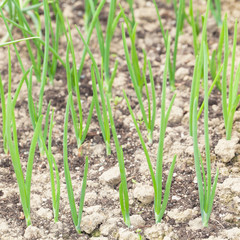 Spring onion seedbed