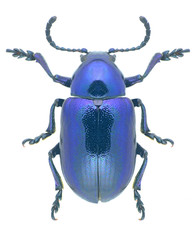 Beetle Eumolpus asclepiadeus