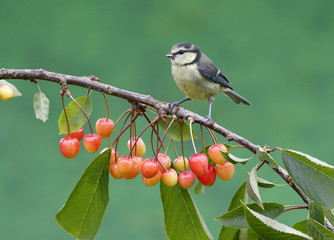 Fototapeta premium Blue tit, Parus caeruleus