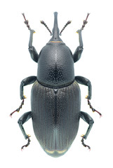 Beetle Sphenophorus abbreviatus
