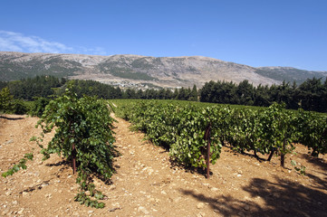 Fototapeta na wymiar Weinbau Libanon