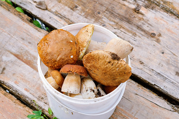 Mushrooms cepes in bucket