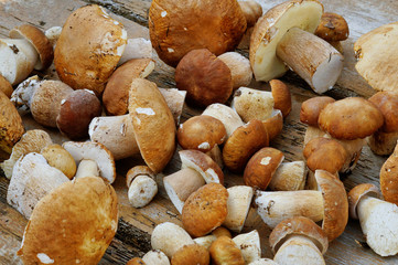 The harvest of mushrooms