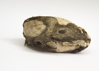 Dachsschädel mit getrockneten Hautresten von rechts