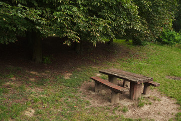 Fototapeta premium Park