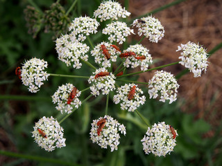 Schmalbock auf Bärenklau