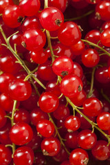 Organic Raw Red Currants