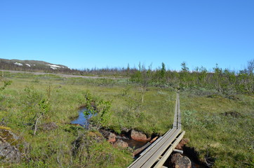 Boardwalk over alpine marsh in northern Sweden