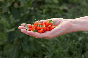Agriculture, goji berry fruit in farmers hand