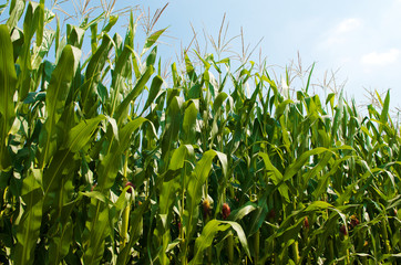 Green corn field growing up