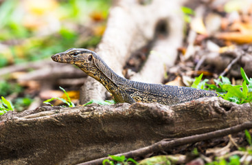 Water monitor