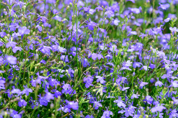 Obraz na płótnie Canvas Blue summer garden flowers