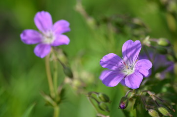 Woodland geranium