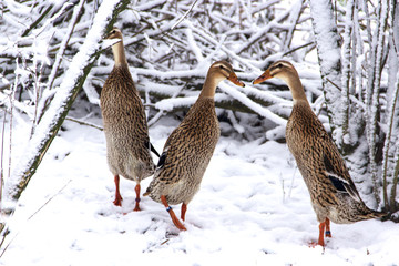 Indian Runner domestick ducks