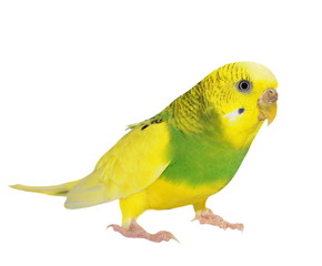 budgerigar isolated on white, budgie, (Melopsittacus undulatus)