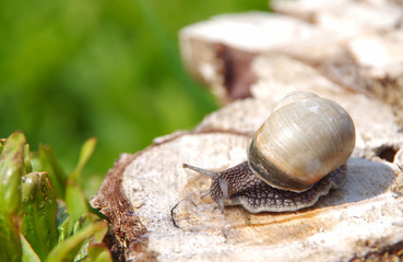 Snail on a tree stump