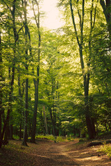 Fototapeta na wymiar European forest