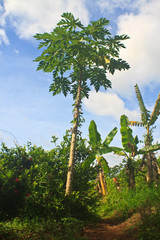Fototapeta premium papayas tree in the farm