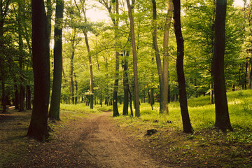 Obraz premium European forest