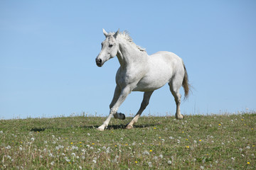 Obraz na płótnie Canvas Nice white horse running on pasturage