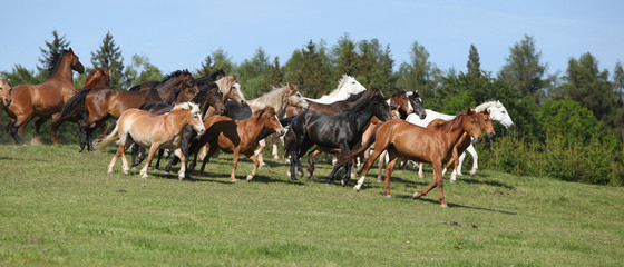 Very various barch of horses running on pasturage