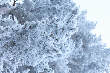 branches covered with hoarfrost