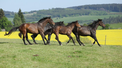 Fototapeta na wymiar Brown horses running in group