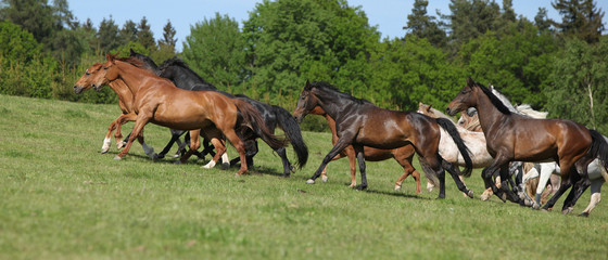 Very various barch of horses running on pasturage